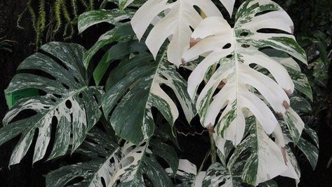 Monstera Deliciosa Albo Variegata - Indoor Green Plant On Thursd Indoor Green Plants, Monstera Variegata, Monstera Borsigiana, Variegated Monstera, Monstera Albo, Swiss Cheese Plant, Cheese Plant, Flower Bar, Paper Leaves