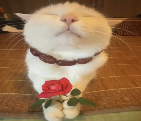 Zhuangzhuang Cat, White Cat Meme, Aesthetic Cats, Funny Looking Cats, Silly Cats Pictures, Cat Character, Cat Icon, Silly Animals, Funny Cute Cats