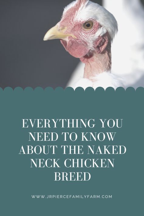 Discover why the unusual Naked Neck chicken breed has grown in popularity recently, and get essential tips for keeping a healthy flock. #nakedneckchickens #nakedneck #chickenbreeds #guidetochickens #raisingchickens #chickenfarming #homesteading #farming #jrpiercefamilyfarm Chicken Breeds, Raising Chickens, Family Farm, Flocking, Need To Know, Chicken, Keeping Chickens