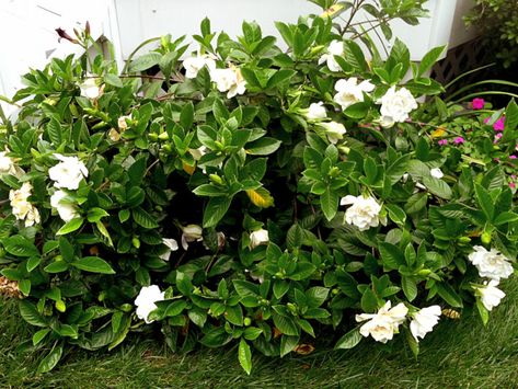 Gardenia-plant-shrub-flower-gardenias Gardenia Fertilizer, Gardenia Tree, Gardenia Care, Gardenia Trees, Growing Gardenias, Growing Thyme, Gardenia Plant, Lawn Ideas, Jasmine Plant