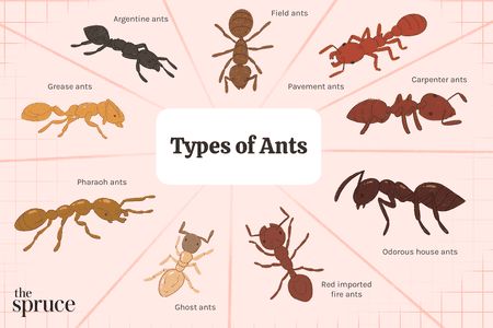 9 Types of Ants (And How to Get Rid of Them) Home Remedies For Ants, Ants In Garden, Sugar Ants, Types Of Ants, Flying Ants, Tiny Ants, Ant Repellent, Ant Species, Ant Problem