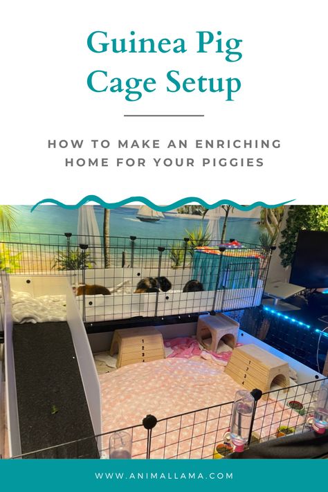 guinea pig cage setup Guinea Pig Care, Guinea Pig Cage, How To Set Up, Guinea Pig, Happy Thoughts, Guinea Pigs, Pigs, Fun Facts, Toys