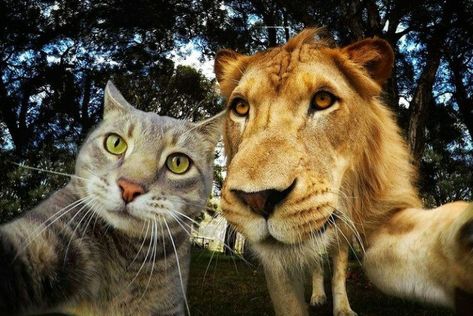 Selfie Cat, A Cat, Lion, Instagram