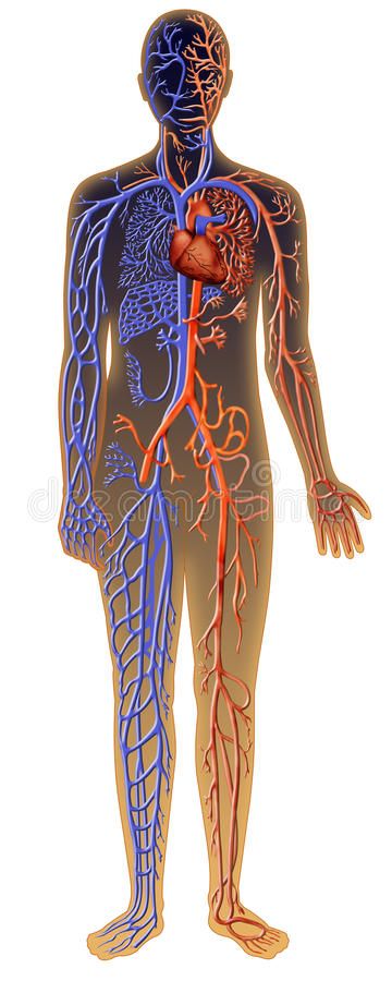 Human Biomechanics, Inside Human Body, Vascular System, Human Muscle Anatomy, Cthulhu Art, Drawing Blood, Systems Art, Art Major, Graphic Art Prints