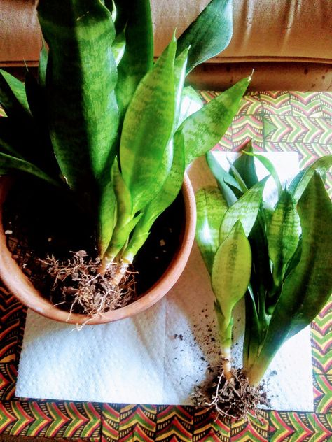 Rescued Snake plant Snake Plant, Plant Growth, Soil, Cute Cats, New Baby Products, Flowers, Plants