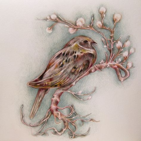 Whippoorwill | Coloured pencil | Gentian Osman | Flickr Whippoorwill Tattoo, Whippoorwill Bird, Birds Pics, Prismacolor Art, Tattoo Reference, Vintage Book Cover, Baby Birds, Leg Sleeve, Painting Art Lesson