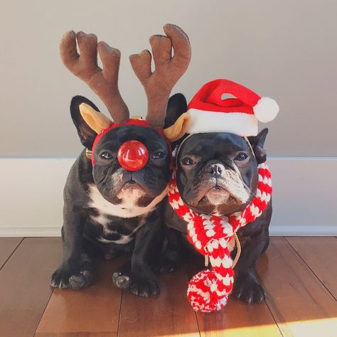 We wish you a Merry Christmas. No, really, we do. Bulldog Francese, Merry Christmas Everyone, French Bulldog Puppies, Boston Terriers, Dog Costumes, Pet Holiday, Bulldog Puppies, Gift For Dog, Cool Pets