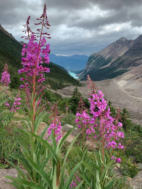 Calgary Restaurants, Toronto Girls, Lake Agnes, Road Trip Outfit, Toronto Travel, Bear Spray, Long Haul Flight, Lake Louise, Road Trip Hacks