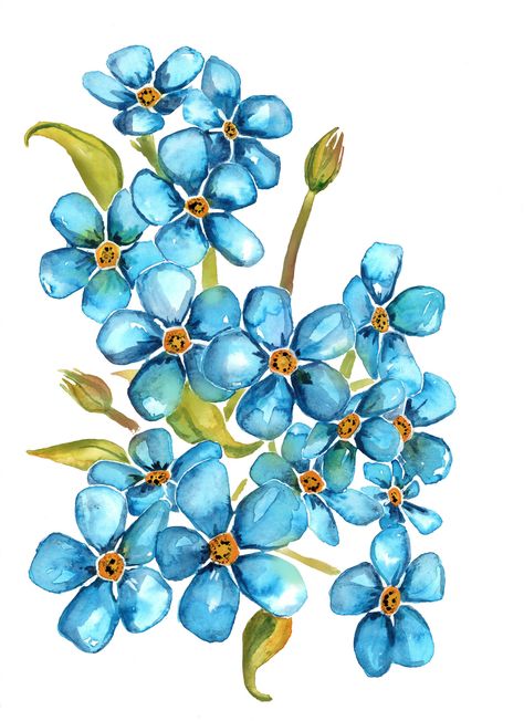 Forget me nots, our Alaska state flower ❤️ get this print in white or yellow and brighten up any space in your home. Forget Me Not Watercolor, Alaska State Flower, Forget Me Not Tattoo, Watercolor Pencil Art, Wildflower Tattoo, Calendar Planner, Forget Me Nots, Acrylic Flowers, Floral Prints Art