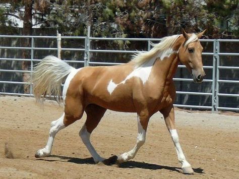 Tennessee Walker Horse, Cheval Pie, English Horses, Tennessee Walker, Tennessee Walking Horse, Walking Horse, English Horse, Horse Trailers, Horse World