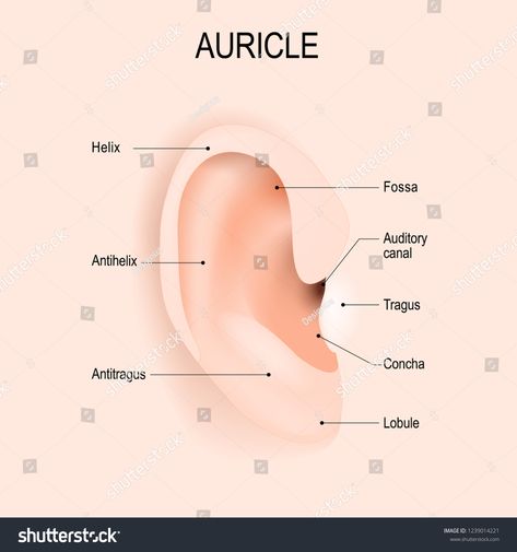 Auricle. Anatomy of the human ear. piercing. Vector diagram for educational, biological, medical and science use. #Ad , #Ad, #ear#piercing#human#Auricle Piercing Diagram, Ear Piercing Diagram, Organs Anatomy, Sensory Organs, Design Symbols, Webpage Template, Dna Molecule, Science Icons, Human Ear