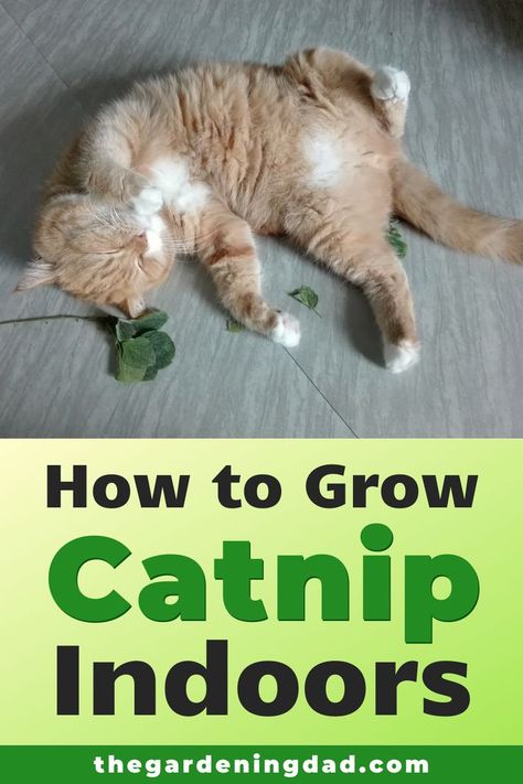 How To Grow Catnip, Grow Catnip, Growing Catnip, Catnip Plant, Cat Climbing Tree, Coops Diy, Herb Gardening, Cat Plants, Cat Hacks