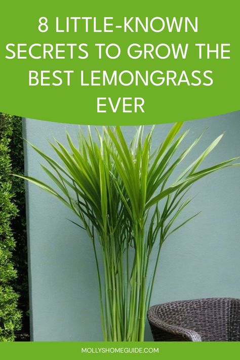 Discover the ultimate guide on how to grow lemon grass plant in your own garden with simple tips and tricks. Learn the best practices for planting, watering, and caring for your lemon grass to ensure a thriving harvest. Whether you are a seasoned gardener or just starting out, this comprehensive step-by-step tutorial will help you cultivate healthy and aromatic lemon grass plants that you can use in cooking or as a natural repellent. Follow our expert advice and enjoy fresh lemongrass right at y How To Care For Lemon Grass Plant, Growing Lemongrass Outdoors, Planting Lemongrass Outside, Lemon Grass Landscaping Ideas, Fresh Lemongrass Uses, How To Grow Lemon Grass Plant, Lemongrass In Pots Patio, How To Grow Wild Rice, Lemon Grass Uses