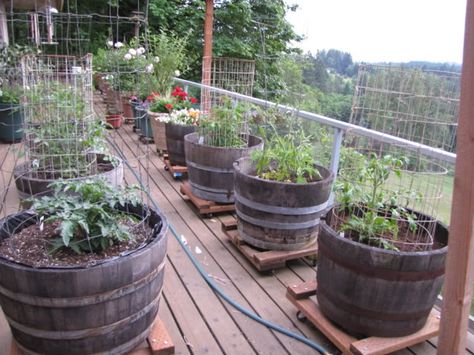 Vegetable Patio Garden. Having the containers on carts makes life a little easier.                                                                                                                                                                                 More Vegetable Garden Planters, Gemüseanbau In Kübeln, Wooden Barrels, Small Vegetable Gardens, Container Vegetables, Vegetable Garden Planning, Home Grown Vegetables, Indoor Vegetable Gardening, Garden Types