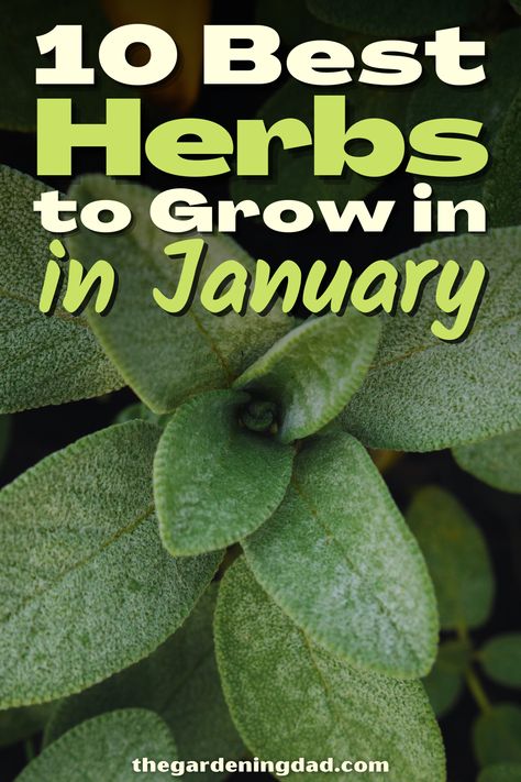 Are you looking to grow herbs in the middle of January? Use this link to go over the ones that will grow the best in January. #Thegardeningdad #herbs #garden January Gardening, What To Plant In January In Zone 8, Seeds To Plant In January, January Planting Seed Starting, What Seeds Can You Start Indoors In January Zone 9, Growing Herbs Inside During Winter, Best Herbs To Grow, Fruit Garden, Growing Herbs