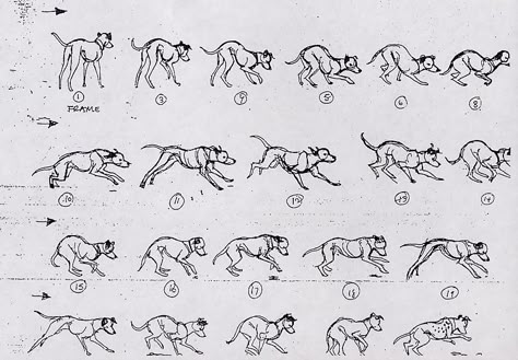 Disney model sheets for 101 Dalmations Animation News, Dog Animation, Animation References, Drawing Eyes, Canine Art, Animated Animals, Walt Disney Animation Studios, Drawing Animals, Animal Anatomy