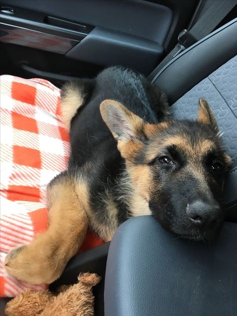 Happy German Shepherd, Boo Radley, German Sheperd Dogs, German Shepherd Puppy, Super Cute Puppies, Shepherd Puppy, Cute Dog Pictures, Car Rides