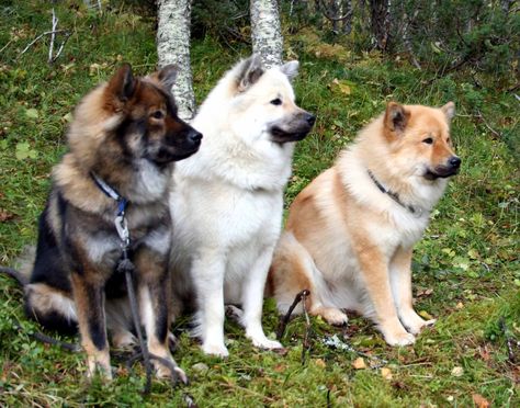 elkound mix!!!! The coloring of the one on the left is so unusual - love it :) Norwegian Elkhounds, Swedish Vallhund, Norwegian Elkhound, Group Of Dogs, Canine Art, Snow Dogs, Alaskan Malamute, Bully Breeds, Baby Puppies