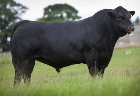 Cow Images, Black Angus Cattle, Angus Bull, Aberdeen Angus, Bull Art, Beef Cattle, Barn Art, Scotland Uk, Black Animals