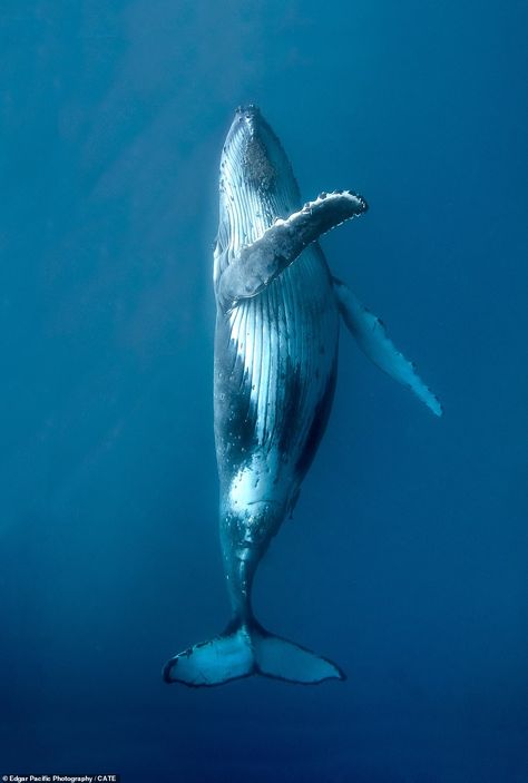 Humpback Whale, In The Ocean, The Ocean, Swimming, For Free, Tattoos, Water, Blue