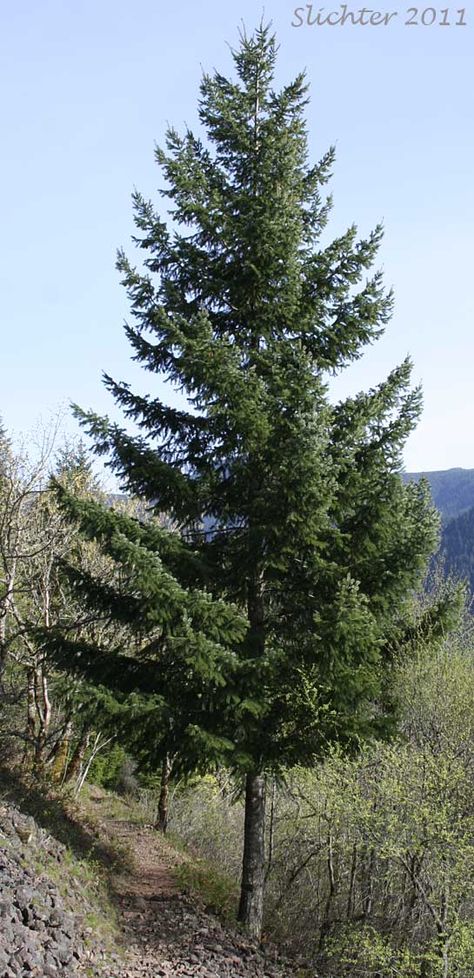 Douglas Fir | pseudotsuga menziesii  (Year-round bird cover, pretty screen, windbreak) Part Sun, 80' Douglas Fur, Pseudotsuga Menziesii, Oregon Trees, Story Settings, Round Bird, Woodland Park, Animal References, Story Setting, Amazing Nature Photos