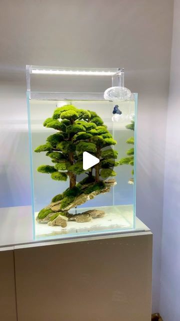 High quality cube aquarium scape. If You looking for similar scape or full setup like this write to Us.
#aquascaping #aquascape #aquarium... | Instagram Betta Tank Setup, Forest Aquascape, Aquarium Scape, Cube Aquarium, Fluval Chi Aquascape, Ada 60p Aquascape, Aqua Scaping, Fish Aquarium Decorations, Fish Party