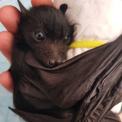 Photo Animaliere, Baby Bats, Cute Bat, Baby Animals Funny, Cute Creatures, Funny Animal Pictures, Animal Photo, Cute Little Animals, 귀여운 동물