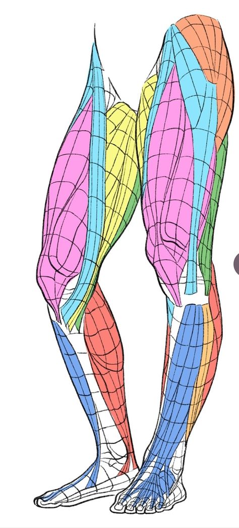 Credit: Kato_anatomy on Twitter Leg Anatomy, Anatomy Sculpture, Anatomy Tutorial, Human Anatomy Drawing, Human Anatomy Art, Anatomy Sketches, Anatomy Poses, Anatomy For Artists, 캐릭터 드로잉