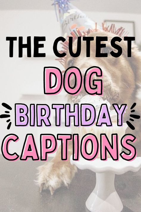 A dog eating a cupcake for their birthday Doggie Birthday Party For Dogs, Dog 2nd Birthday Photoshoot, Dog Birthday Party Ideas For Dogs, Dog Happy Birthday Wishes, Dog Birthday Picture Ideas, Dogs 2nd Birthday, Puppy 1st Birthday Party For Dogs, Dog 2nd Birthday Ideas, Happy Birthday From Dog