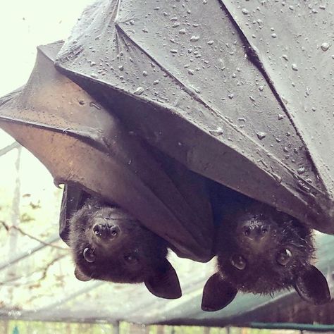 A Bat Rescue Organization Posted These 40 Pics Of Bats Being Cute To Show How Harmless They Actually Are Bat Flying, Fruit Bat, Baby Bats, Cute Bat, Lily Evans, Pretty Animals, Little Critter, Silly Animals, Cute Creatures