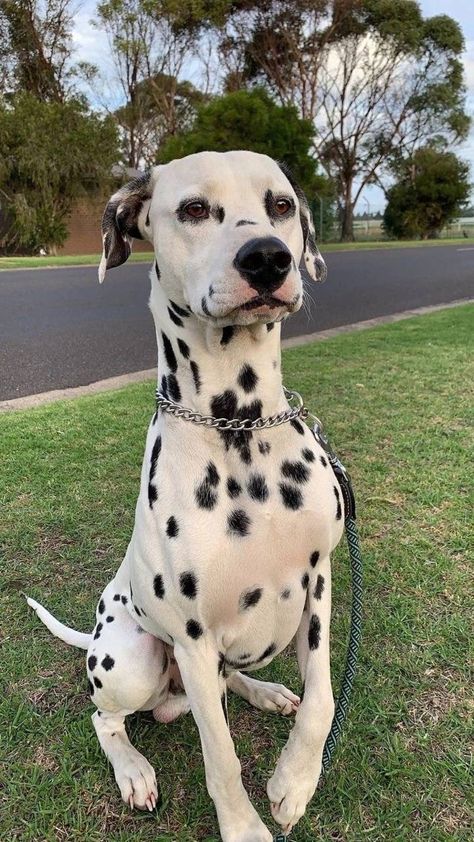 Giant Animals, Scary Dogs, Dalmatian Puppy, Dalmatian Dog, Dalmatian Dogs, Pretty Dogs, 101 Dalmatians, Cute Dogs And Puppies, Cute Animal Photos