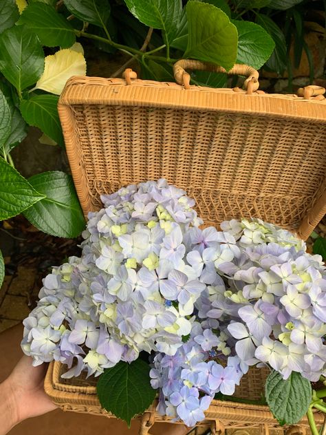 Blue hydrangea flowers in wicker suitcase Hydrangea Aesthetic, Grand Millenial, Hydrangea Care, Interior Design Decor, Hydrangea Garden, Cottage Core Aesthetic, Cottagecore Aesthetic, Design Decor, My Garden