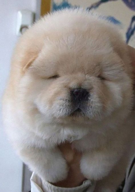 fat puppies 18 (1) Chubby Puppies, Haiwan Comel, Chow Chow Puppy, Cele Mai Drăguțe Animale, Nosara, Fluffy Puppies, Tiny Puppies, Puppy Chow, Animale Rare