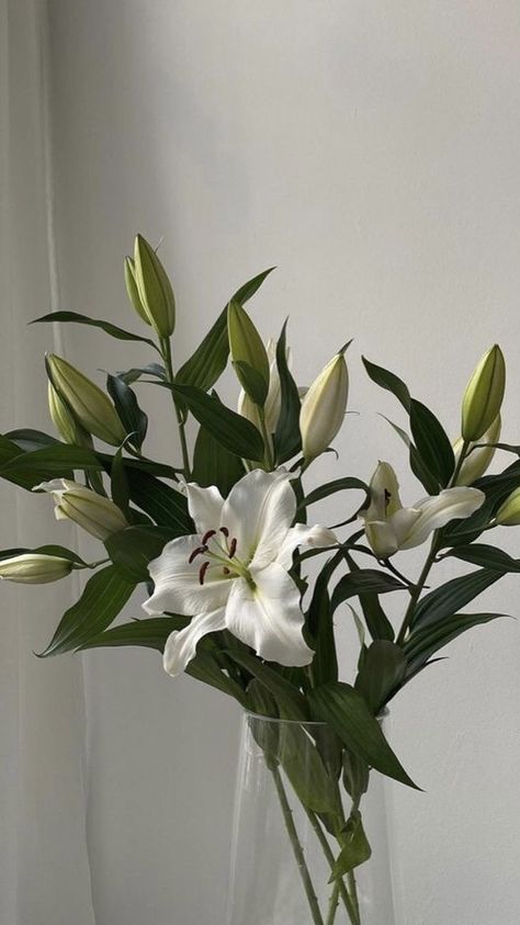 White Lily Flower Aesthetic, Rose Flower Bouquet, White Lily Flower, White Flower Bouquet, Lily Wallpaper, Boquette Flowers, Nothing But Flowers, Pink Rose Flower, Flower Therapy