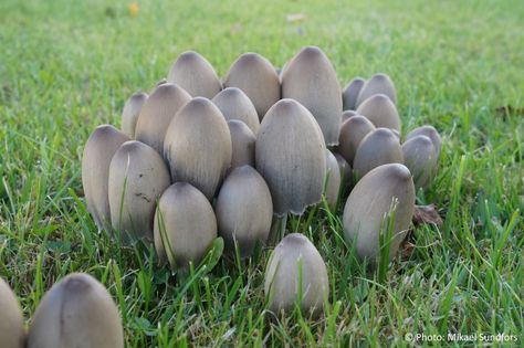 Coprinopsis atramentaria Coprinopsis Atramentaria, Stuffed Mushrooms