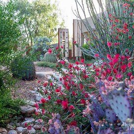 Southwestern Garden, Desert Plants Landscaping, Southwest Landscaping, Southwest Garden, Arizona Gardening, Drought Tolerant Perennials, Arizona Landscape, Desert Southwest, Dry Garden