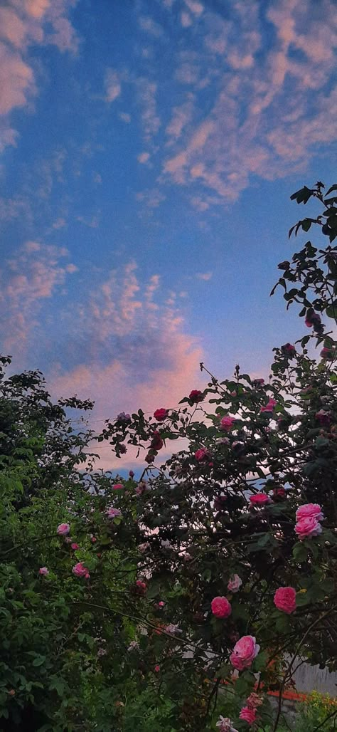 Pink Aesthetic Roses, Sunset Sky Clouds, Wallpaper Sunset, Aesthetic Roses, Summer Wallpaper, Sunset Sky, Sky And Clouds, Sky Clouds, Love Yourself