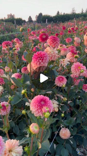 Galena Berkompas • Urban Flower Farm • Education on Instagram: "Thousands of dahlias being grown out so next spring they can be sent out to your gardens and enjoyed!  It’s loads of work, but this is the beautiful part of it. 😍💐
.
.
.
.
.
.
.
.
.
#dahlias #flowers #growflowers #bouquet #urbanfarming #flowerfarm 
Cottage Garden
Dahlias
Flower Farmer
Bouquets 
Cut Flowers 
Flower season
Urban Farming" Dahlias Flower, Flower Season, Flower Farmer, Dahlia Flower, Urban Farming, Flower Farm, Growing Flowers, Grow Out, Beautiful Life