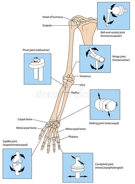 Joint types in the upper limb stock illustration Human Body Science Projects, Upper Limb Anatomy, What Is Intelligence, Joints Anatomy, Human Muscle Anatomy, Human Body Science, Anatomy Bones, Basic Anatomy And Physiology, Nurse Study Notes