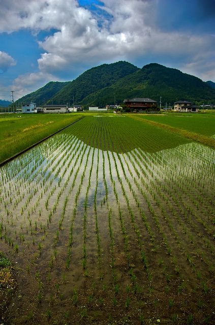 Rice fields in Hyogo, Japan 兵庫 Rice Farm, Rice Farming, Farming Technology, Nara Japan, Rice Field, Scenery Photos, Rice Fields, Hyogo, Japan Culture