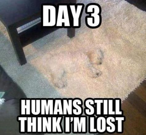 Funny Friday: Humans Still Think I'm Lost Memes Gretchen, Cute Animal Memes, Funny Dog Memes, Funny Animal Quotes, Funny Animal Jokes, 웃긴 사진, Memes Humor, Humor Memes, Funny Animal Memes