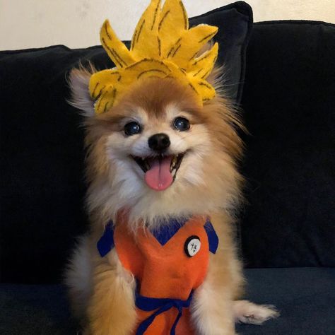 “The ocean is so salty because everyone pees in it.” – Goku  #hairynotsoscary #dogsofinstagram #foxy #pomeranian #dog #instagramdog #petstagram #dogstagram #dogoftheday #instadog #pupcrew #foxyszs #pom #halloween #halloweencostume #dogcosplay #dogcostume #costume #diyhalloweencostume #dragonballz #goku #beerus #anime #supersaiyan #cat #catsofinstagram #sister #petsiblings #dragonballsuper Pomeranian Costume, Diy Halloween Costume, Pomeranian Dog, Dog Costume, Instagram Dogs, Super Saiyan, Dragon Ball Super, Dog Days, Cats Of Instagram