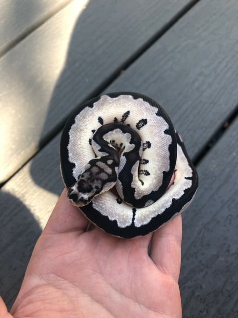 Axanthic Ball Pythons, Ball Pythons Morphs, Black Ball Python, Ball Python Aesthetic, Ball Python Art, Cute Ball Python, Piebald Ball Python, Boop Noodle, Ball Python Pet