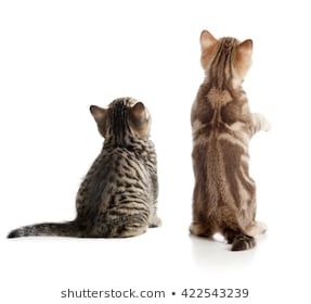 Cat Sitting Back View, Sitting Back View, Cat Back View, Kitten Illustration, Two Kittens, Free Cats, Back View, Cat Sitting, Cat Photo