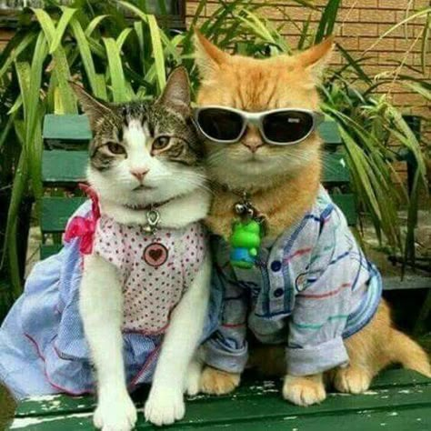 Two Cats, Silly Animals, Cute Cats And Kittens, Cute Kittens, Silly Cats, Cute Creatures, Cat Clothes, Pretty Cats, Wearing Clothes