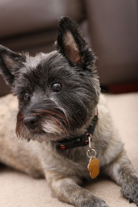 Cairn Pose | by petetrace1- looks just like my Cinder Carin Terrier, Cairn Terrier Grooming, Black Cairn Terrier, Cairn Terrier Drawing, Cairn Terriers, Cairn Terrier Mix, Terrier Puppies, Purebred Dogs, Cairn Terrier