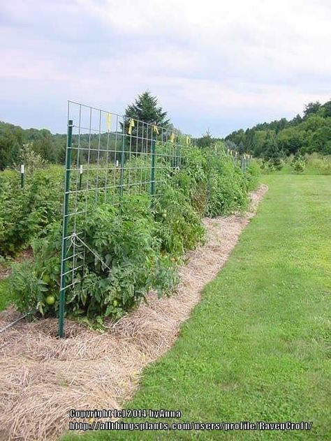 Growing Tomatoes with Free-Standing Hog Panel, Straw, and Bale Twine - Garden.org Hog Panel Tomato Trellis, Tomato Cattle Panel Trellis, Cattle Panel Trellis Tomato, Hog Panel Garden Arch, Tomato Stakes Ideas, Hog Panel Trellis, Diy Tomato Support, Tomato Staking, Tomato Supports