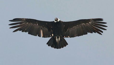 condor Andean Condor, Full Hd Pictures, Symbol Of Power, Power Animal, Book Tattoo, Dragon Wings, Hd Pictures, Animal Totems, Solomon Islands