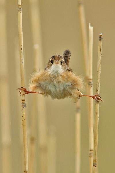 Photo Animaliere, Haiwan Peliharaan, Funny Birds, Pretty Birds, صور مضحكة, Little Birds, Animal Photo, Funny Animal, 귀여운 동물