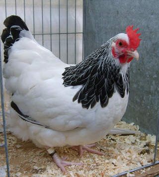 Sussex Bantam For Sale | Chickens | Breed Information | Omlet Small Chicken Breeds, Sussex Chicken, Bantam Chicken Breeds, Poultry Breeds, Cute Chicken Coops, Bantam Chickens, Fancy Chickens, Beautiful Chickens, Small Chicken